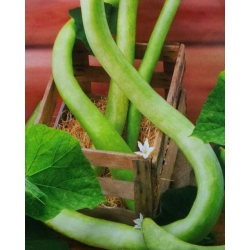 nasiona Tykwa pospolita Snake swikx220